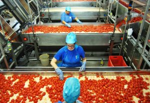 03 OI POMODORO DA INDUSTRIA DEL NORD ITALIA Lavorazione in stabilimento.jpg
